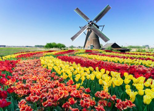 オランダの風車とチューリップの風景