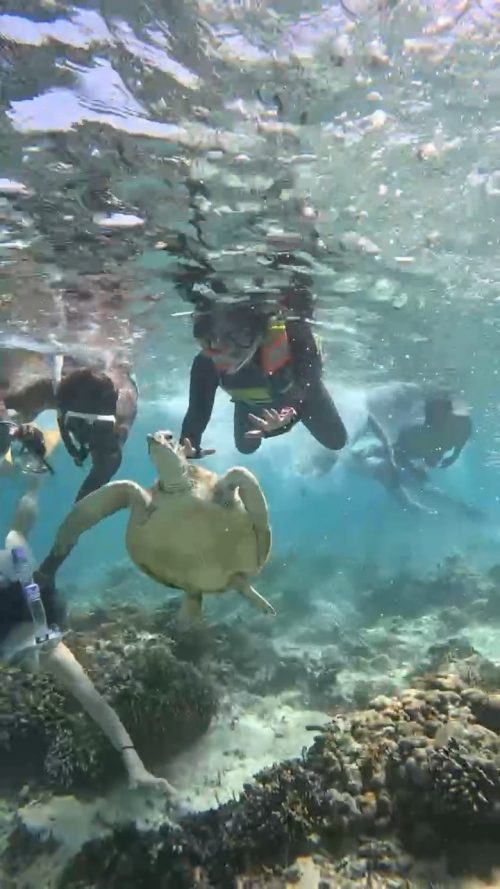 触れる距離で会えたウミガメ