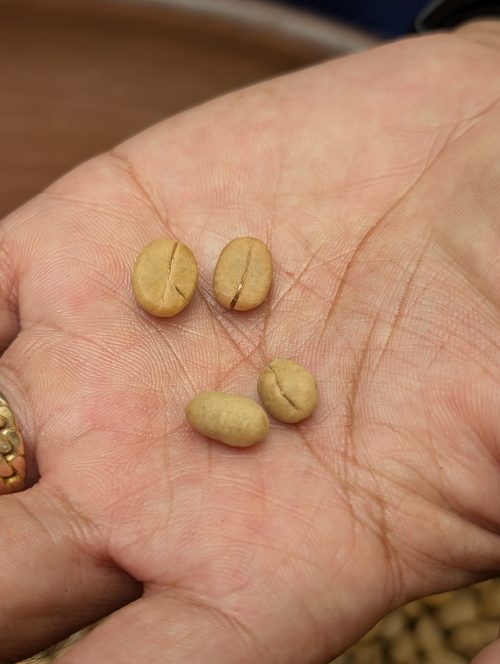 ジャコウネコの糞から採取されたコーヒー豆「コピ・ルアク」