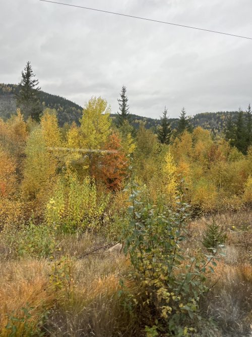 ミュルダールに向かう途中の紅葉