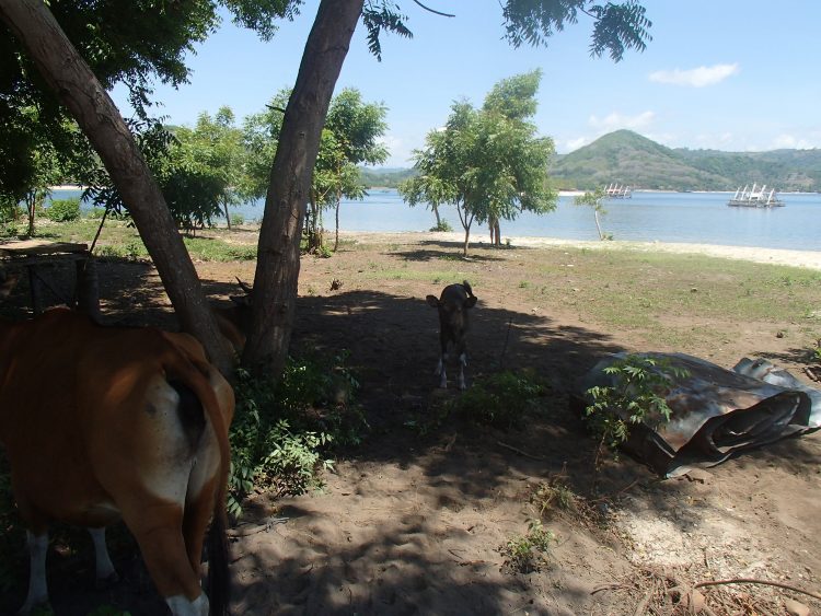 途中で訪れたギリナディック島