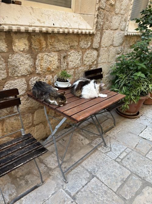 街中でたくさんの猫をみました☆