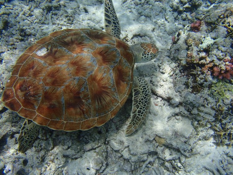 生まれて初めて間近に見るウミガメに大興奮