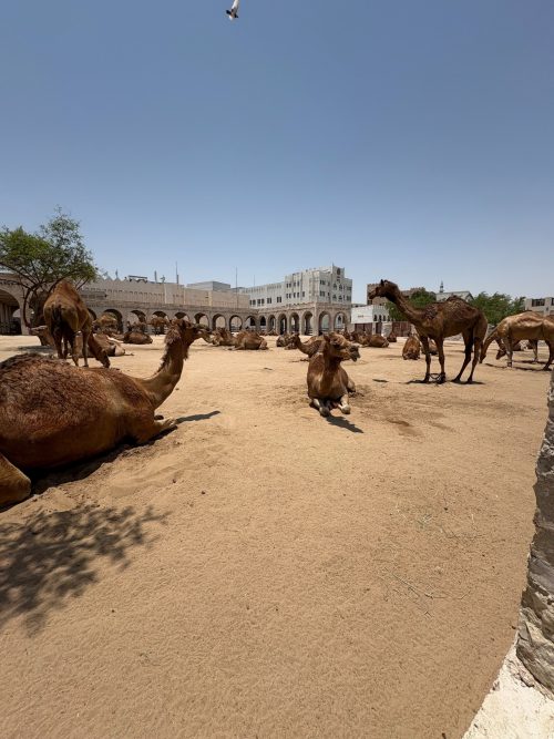 さすが中東、日中は49度という猛暑で昼間は誰もいません。ラクダも暑そうです