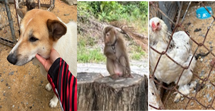 途中で見かけた桃太郎（犬、猿、鶏）