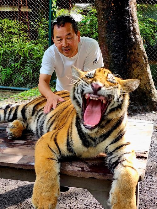 虎とふれあい