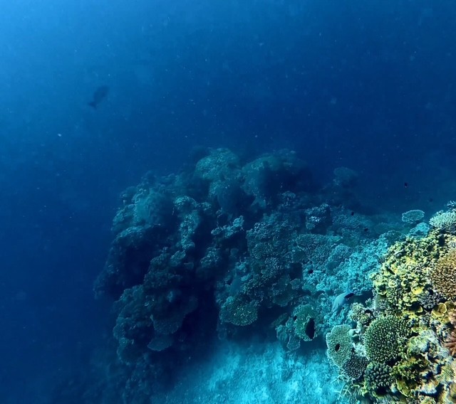 シュノーケリング