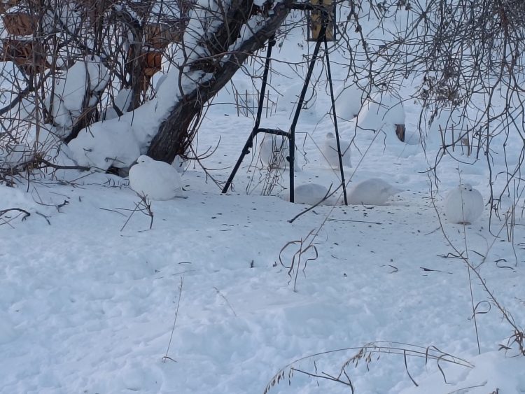 雷鳥（？）がたくさん。人間に慣れているのか逃げません