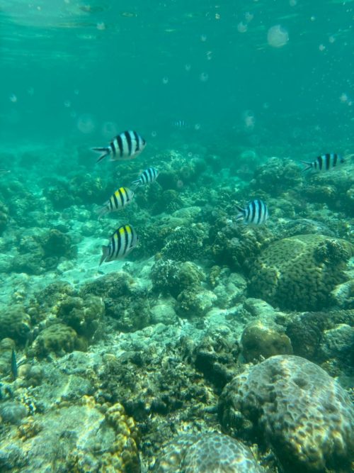 熱帯魚を堪能できました