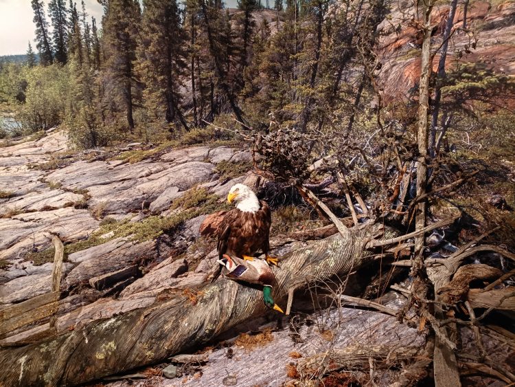 博物館にはたくさんの動物達が展示されています
