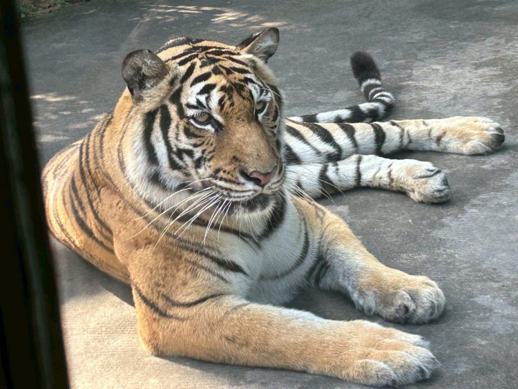 タイガーパーク・パタヤの大きなトラ