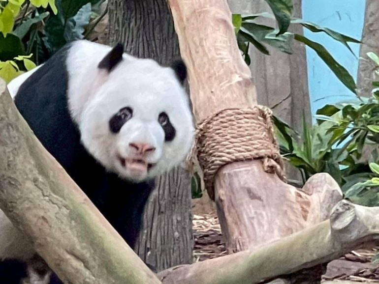 シンガポール動物園横のリバーワンダー パンダ2頭が2頭とも動いていました。