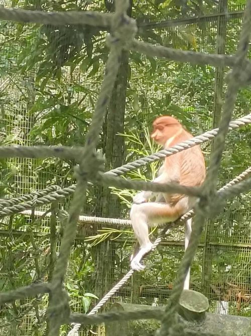 ボルネオ国有種の動物たちがのんびり過ごす動物園