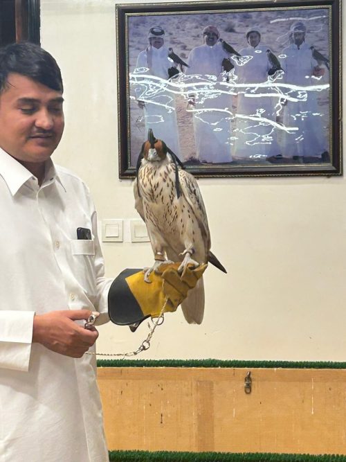 ハヤブサはカタールの国鳥らしいです