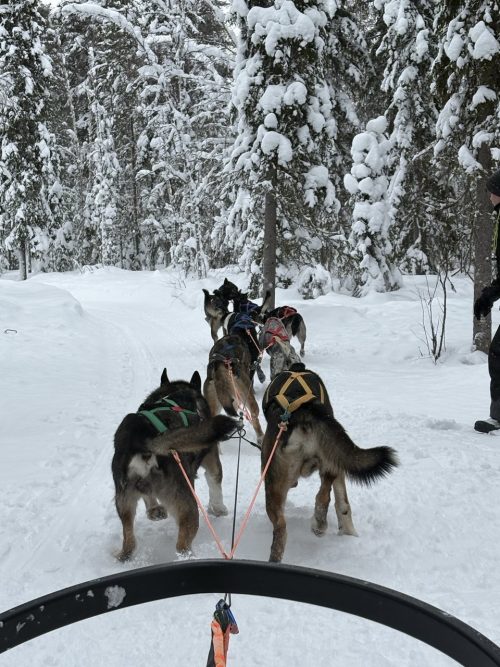 スピードと迫力満点の犬ぞり
