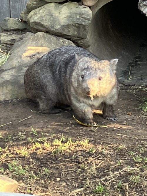 6日目AUS動物園ウォンバット