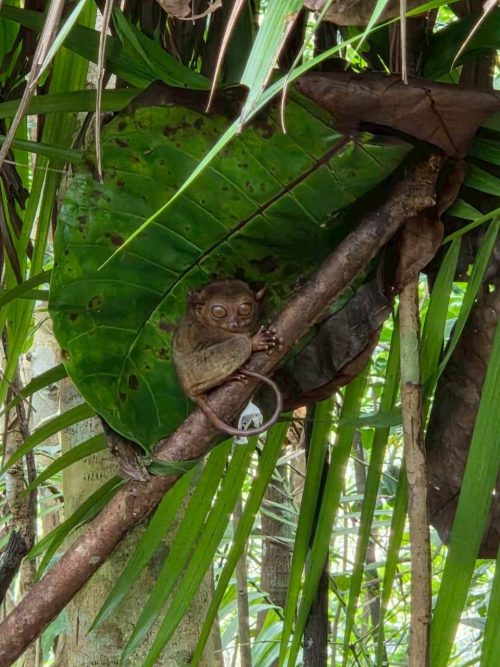 世界最小級の霊長類「ターシャ」