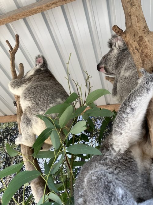 6日目AUS動物園コアラ