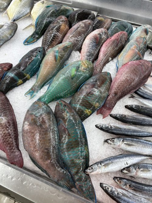 SMCITYでみた日本では見かけない派手魚