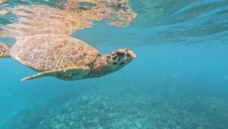 たくさんの海の生き物で出会えました