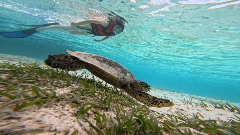 水上ヴィラからのシュノーケリングでウミガメと遭遇 他にエイとサメも