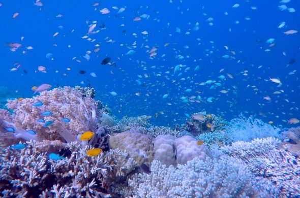 diving at cebu1