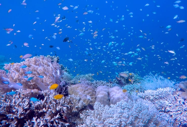 diving at cebu1