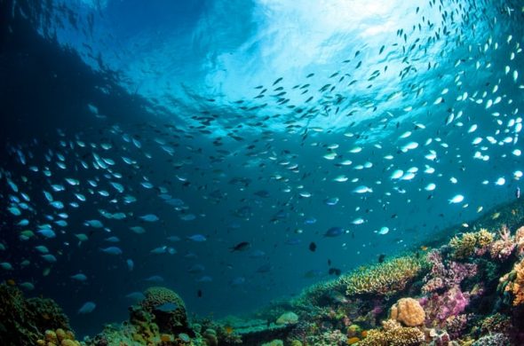 diving at cebu3