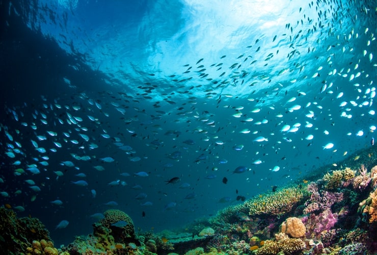 diving at cebu3