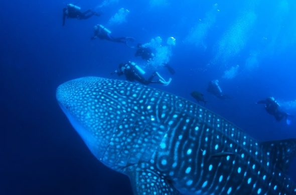 diving at cebu5
