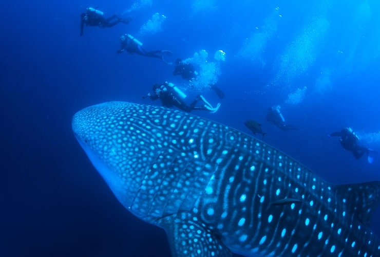 diving at cebu5