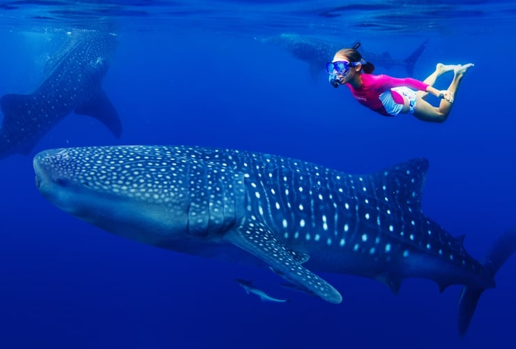 snorkeling with whale shark