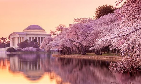 入り江の水際を散歩するのがおススメのお花見ルート