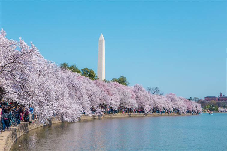 ワシントンD.C.で毎年春に開催される「ナショナル・チェリーブロッサム・フェスティバル(全米桜祭り)」