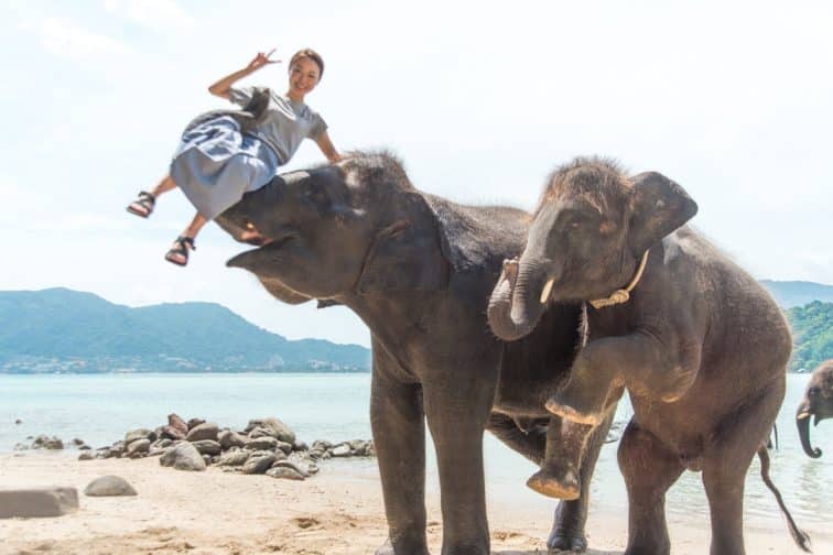 海で象遊び「エレファントスイミング」で象の鼻で持ち上げられている女性