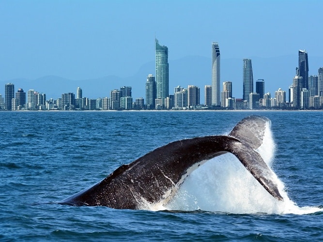 ゴールドコースト・サーファーズパラダイス（3×4）