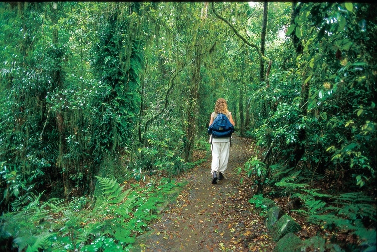 ゴールドコースト・スプリングブルック国立公園