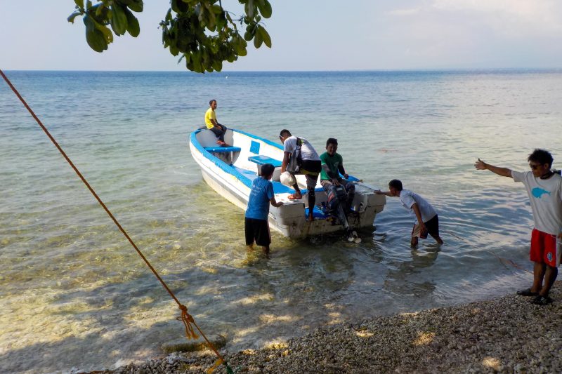 whalwshark watching in cebu philippines