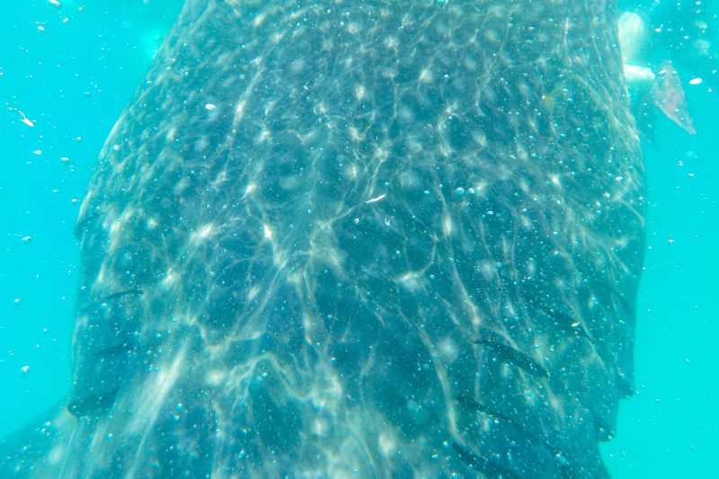 whalwshark watching in cebu philippines