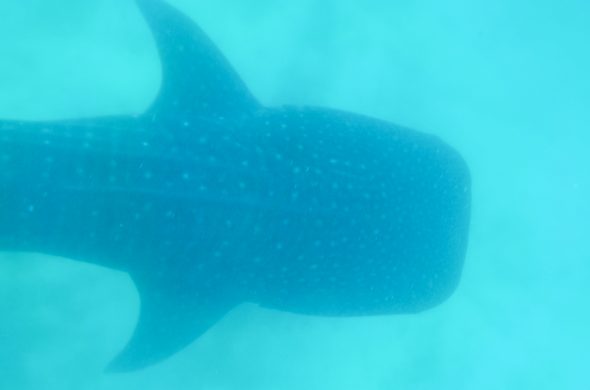 whalwshark watching in cebu philippines
