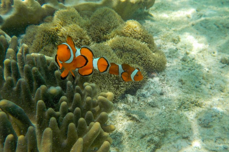 snorkeling and whalwshark watching in cebu philippines
