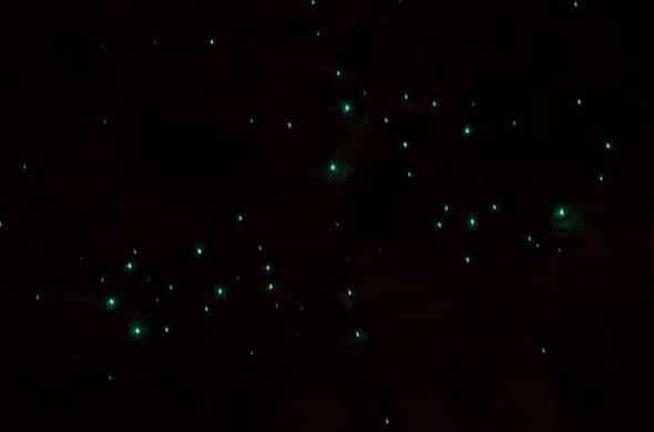 幻想的な土ホタル
