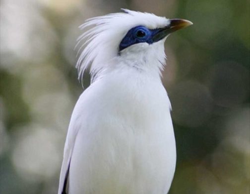貴重な鳥や動物たちが生息