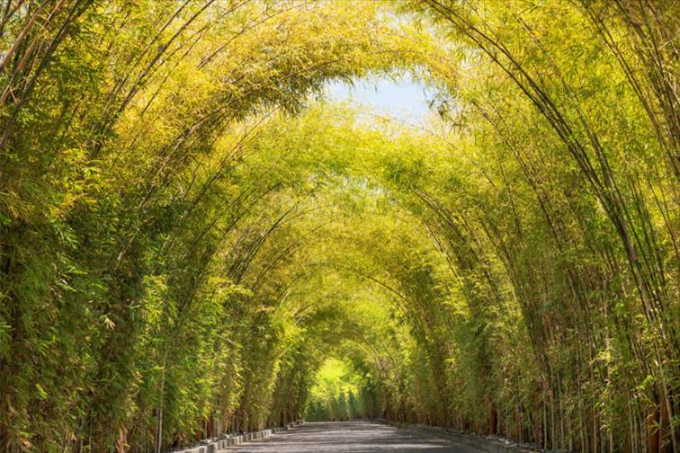 入り口から美しい竹のトンネル