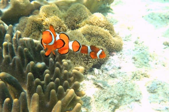 セブ島 シュノーケリング クマノミ