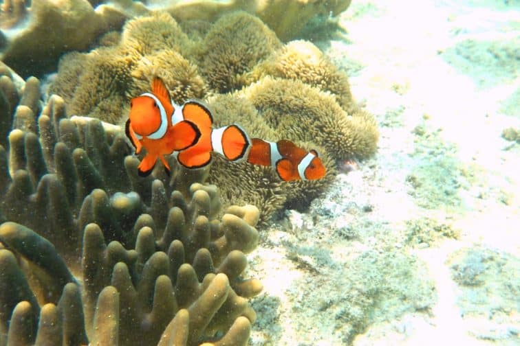 セブ島 シュノーケリング クマノミ