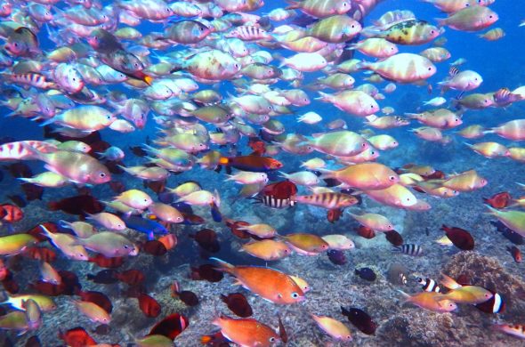 fish fish fish! boracay