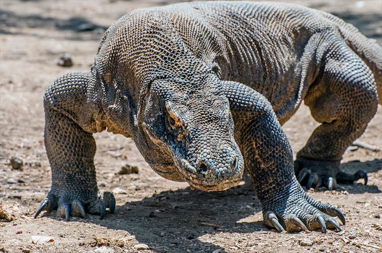 コモド島のコモドドラゴン