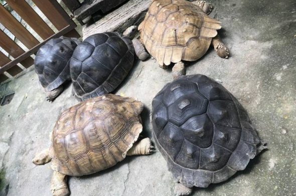 ファームインザシティの亀