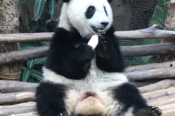 パンダに会える！「マレーシア国立動物園」